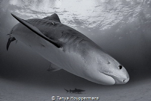 Divebomber
A tiger shark off the coast of Grand Bahama by Tanya Houppermans 